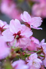 桜の花　春のイメージ