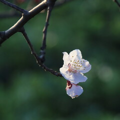 Bloom Plum in Spring