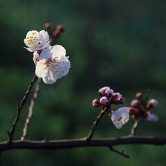 Bloom Plum in Spring
