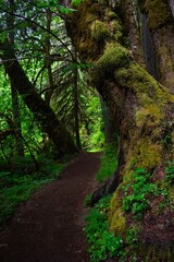 Cozy path in rain forest. Fresh green vegetation and mossy trees in Silver Falls park. Portland. Oregon. USA 