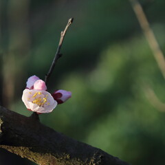 Bloom Plum in Spring