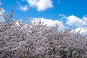 桜　春のイメージ