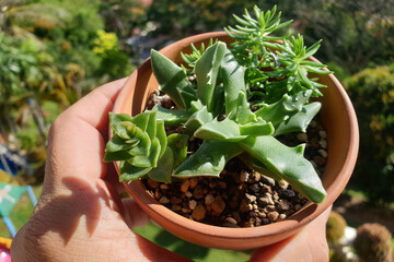 Cropped image of an adult hand holding a pot of beautiful succulent potted plant in a plant nursery store. Soft focus image.