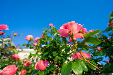 バラの花　屋外撮影