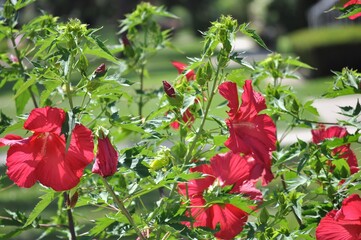 Bush of hibiscus with large, red flowers on the front yard.  Scarlet Rose Mallow. 