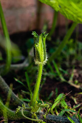 green squash plant with fruit in organic garden
