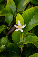 macro closeup of orange blossom of lemon tree in organic farm