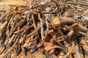 Preparation of firewood for the winter. firewood background, Stacks of firewood in the forest. Pile of firewood.