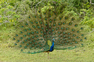 Peacock (male peafowl) displaying, Sri Lanka
