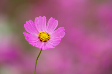 コスモス畑　秋のイメージ