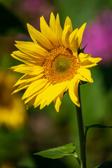 ひまわりの花　夏のイメージ
