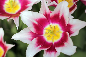 Beautiful photo of tulips.Tulip Ballade.tulips cultivar Ballade. spring flowers background. Bright Tulips flowers. flowers tulips in garden spring nature. large buds of tulips. open buds