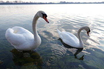 Fototapeta premium two swans swim in the lake