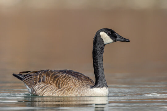 Canada goose swimming a lake with a brown background