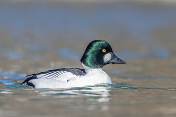 Male Common Goldeneye swimming in a lake