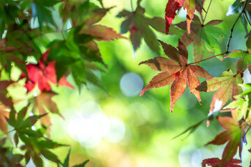 紅葉　秋のイメージ