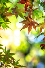 紅葉　秋のイメージ