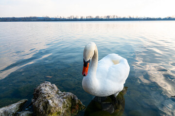 a swan swims in the lake