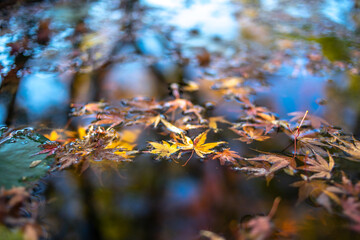 水面の落ち葉　秋の和風イメージ