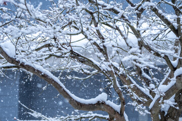 枝の上の積雪　冬のイメージ