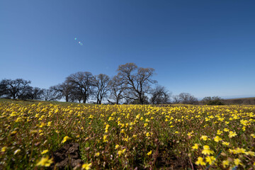 field of Wildflowers 