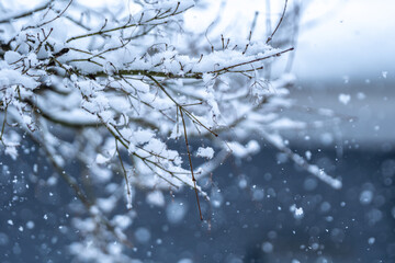 枝の上の積雪　冬のイメージ