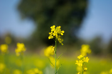 Beautiful yellow and green mustard flowers
