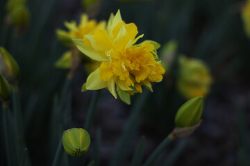 Double Campernelle Daffodil