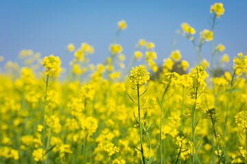 Beautiful yellow and green mustard flowers
