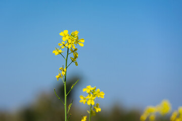 Obraz premium Beautiful yellow and green mustard flowers