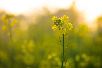 Beautiful yellow and green mustard flowers