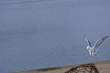 砂浜に降り立つカモメ