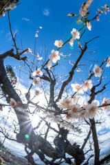 梅の花　初春の和風イメージ