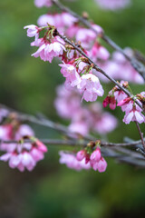 Obraz premium 桜の花 春の和風イメージ