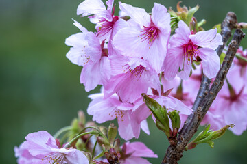 桜の花　春の和風イメージ