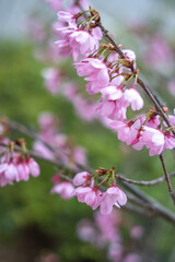 桜の花　春の和風イメージ
