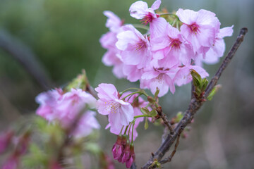 桜の花　春の和風イメージ