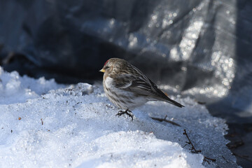 Common Redpoll walking on a heap of snow in the Winter