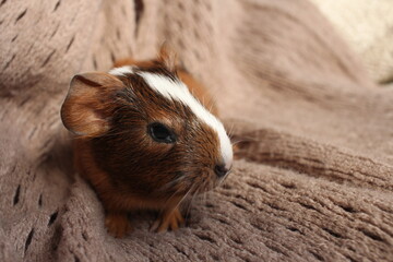 small guinea pig pets on a brown background baby