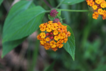 orange flowers in the garden