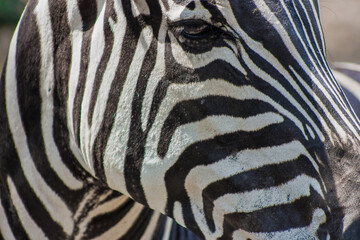 Zebra looking at something very close with long stripes
