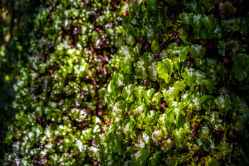 Native New Zealand vegetation. South Island, New Zealand.