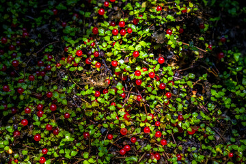 Forest berries. South Island, New Zealand.