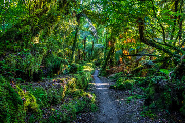 Obraz premium Hiking trail through the native forest. South Island, New Zealand.