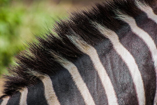 Zebra's stripes in a nature park and very close