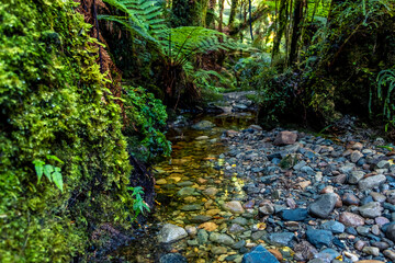 Clean stream running through the native forest. South Island, New Zealand.