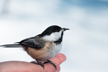 Black Capped Chickadee  with a sunflower seed staying on a hand