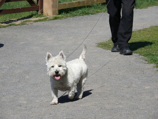 West Highland White Terrier going for a walk