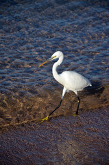 White heron in Egypt, Sharm El Sheikh
