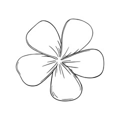 Frangipani or plumeria exotic summer flower. Engraved frangipani blossom isolated in white background. Outline vector illustration